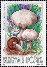 Stamp 3734